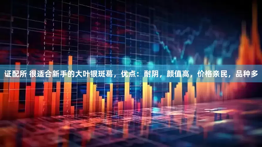 证配所 很适合新手的大叶银斑葛，优点：耐阴，颜值高，价格亲民，品种多